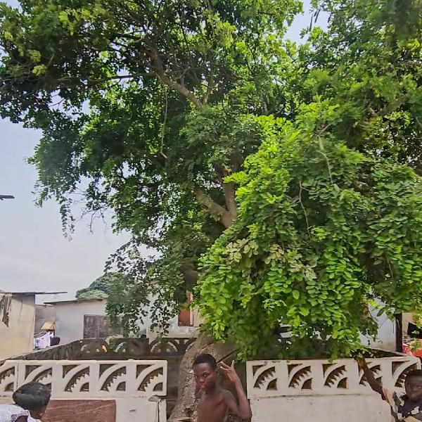 “This tree was planted by my ancestor” - Family traces roots to centuries-old landmark