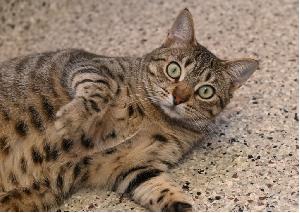Prophet Sparks Debate with Claim That Geckos and Cats Bring Bad Luck