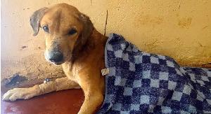 Dozens of Dogs Rescued, Suspect Arrested in Uganda After BBC Investigation Into Alleged Scam