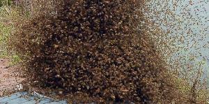 Engineer Dies After Bee Attack in Tatale-Sanguli District
