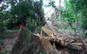 Dodowa Forest Faces Growing Threats as 200-Year-Old Heritage Site Struggles for Survival