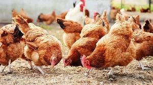Cheap Imported Chicken Threatens Ghana’s Poultry Industry as Farmers Raise Alarm