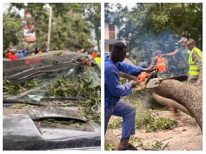 Fallen Tree Crushes Vehicles, Causes Heavy Traffic on 37–Kawukudi Road