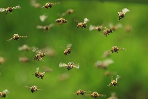 Tragedy in Agona Swedru as three-year-old boy dies after bee attack