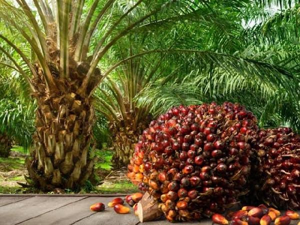 Mahama Pledges GH¢500 Million to Expand Oil Palm Production as TCDA Eyes GH¢12 Billion in Exports