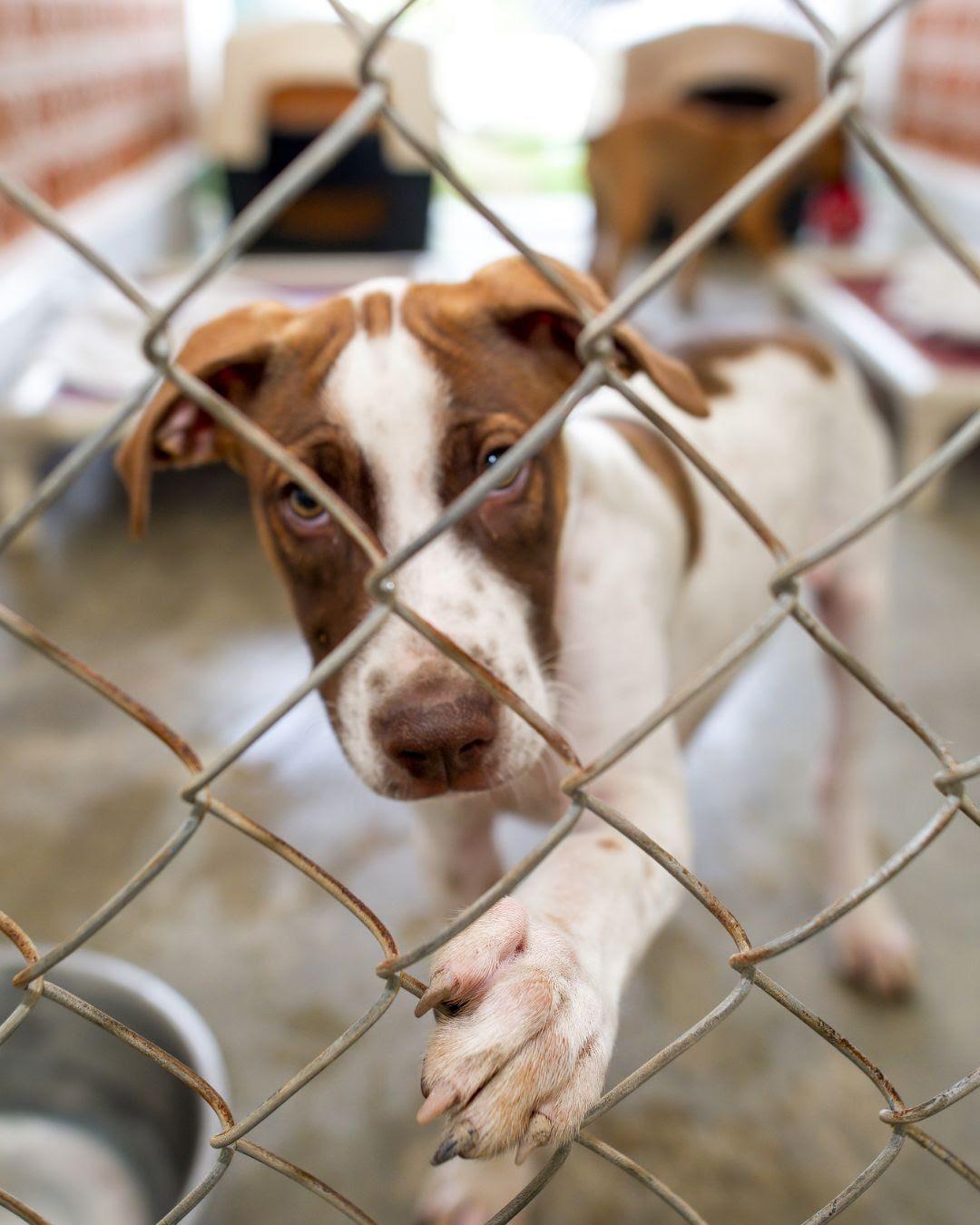 Groundbreaking Initiative to Establish Animal Shelter Minimum Standards