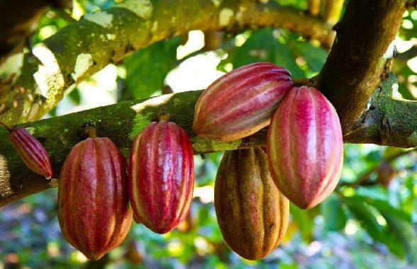 NPP Communicator Criticizes Cocoa Price Cut, Says Farmers Are Unfairly Penalized