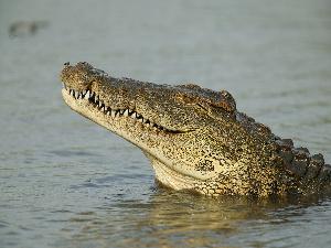 Fisherman Killed by Crocodile While Fleeing Elephants in Zambia