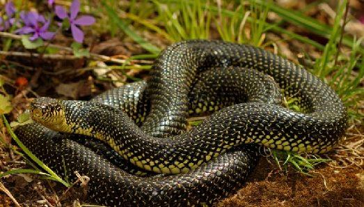 Snakebite Safety: Critical Dos and Don’ts to Protect Yourself