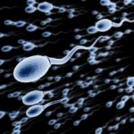 sperm-cell-696x522